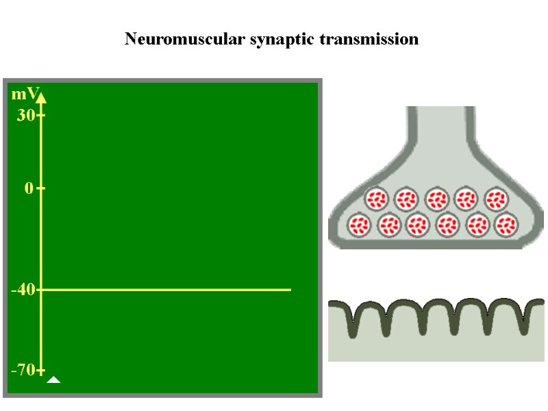 93 0 -40 -70 30 mV Neuromuscular synaptic transmission